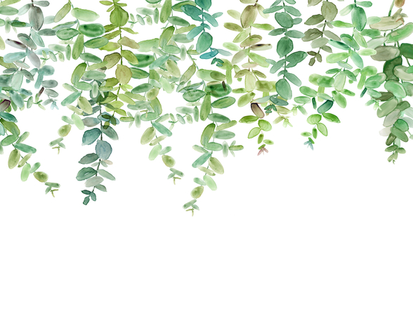 Evergreen Hanging Eucalyptus Wallpaper | Wallsauce UK