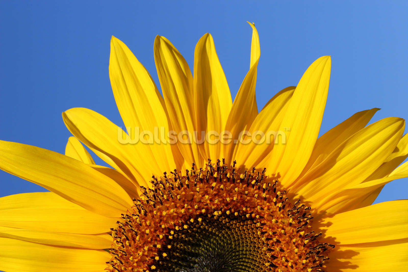 Sunflower Sunrise Wallpaper | Wallsauce US