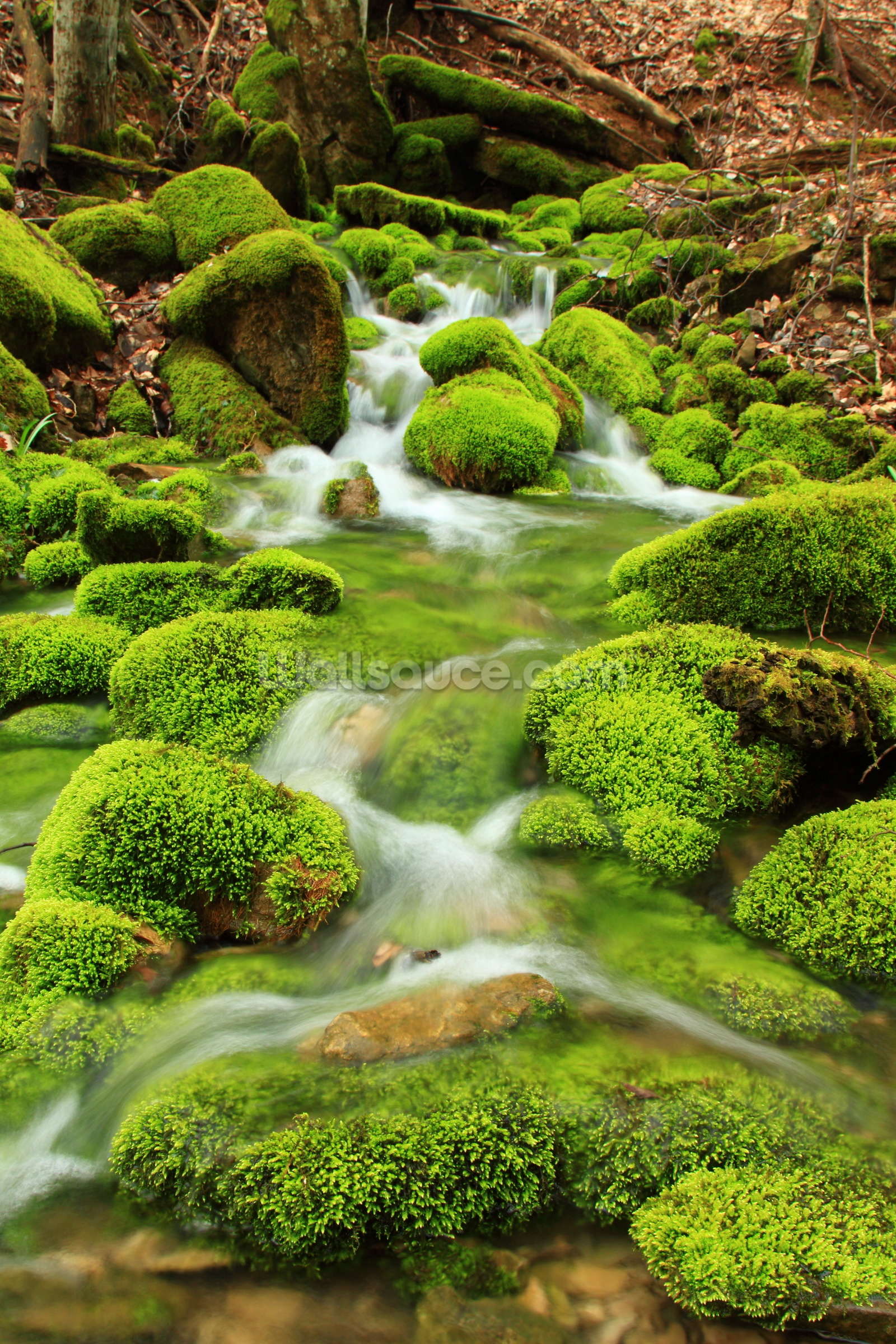 4. Earthy Enchantment: Mossy Delights To Enchant Your Home