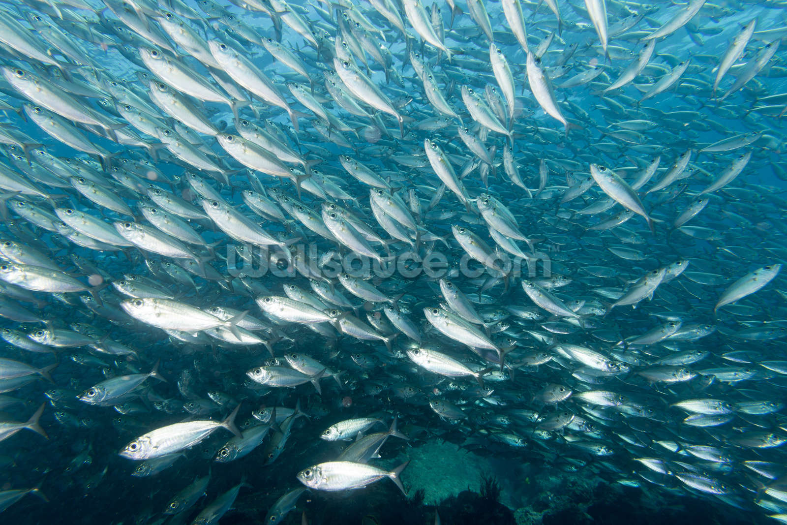 A School Of Fish Wallpaper Mural Wallsauce Us