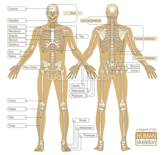 Diagram of the Human Skeleton Wallpaper Mural | Wallsauce CA