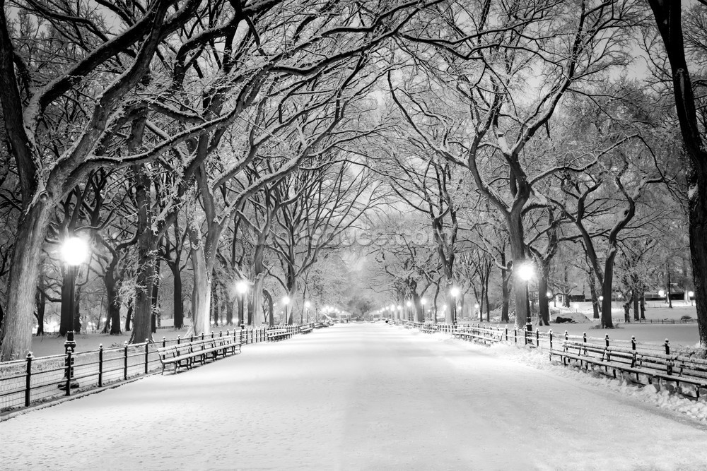 Central Park Covered in Snow Wallpaper Mural | Wallsauce US