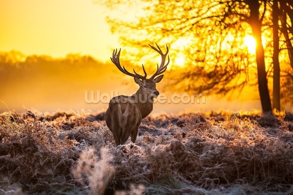 Stunning Red Deer In Morning Sun Wallpaper | Wallsauce US