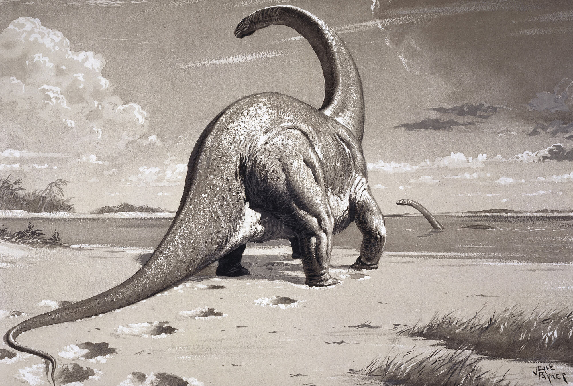 cetiosaurus