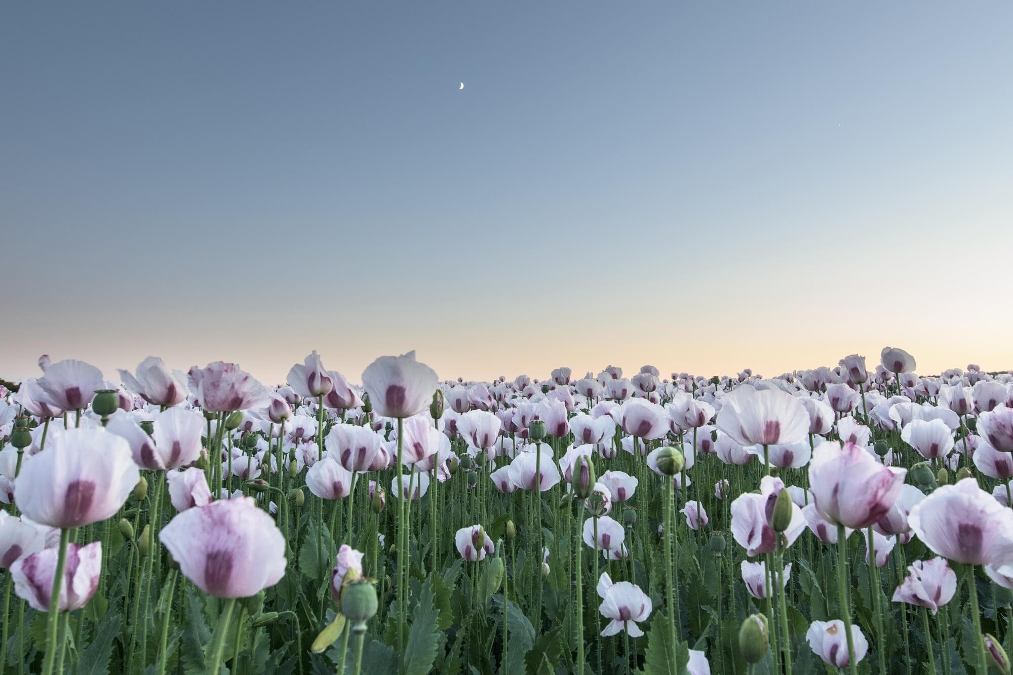 Moonlight Poppies Wall Mural & Moonlight Poppies Wallpaper | Wallsauce UK