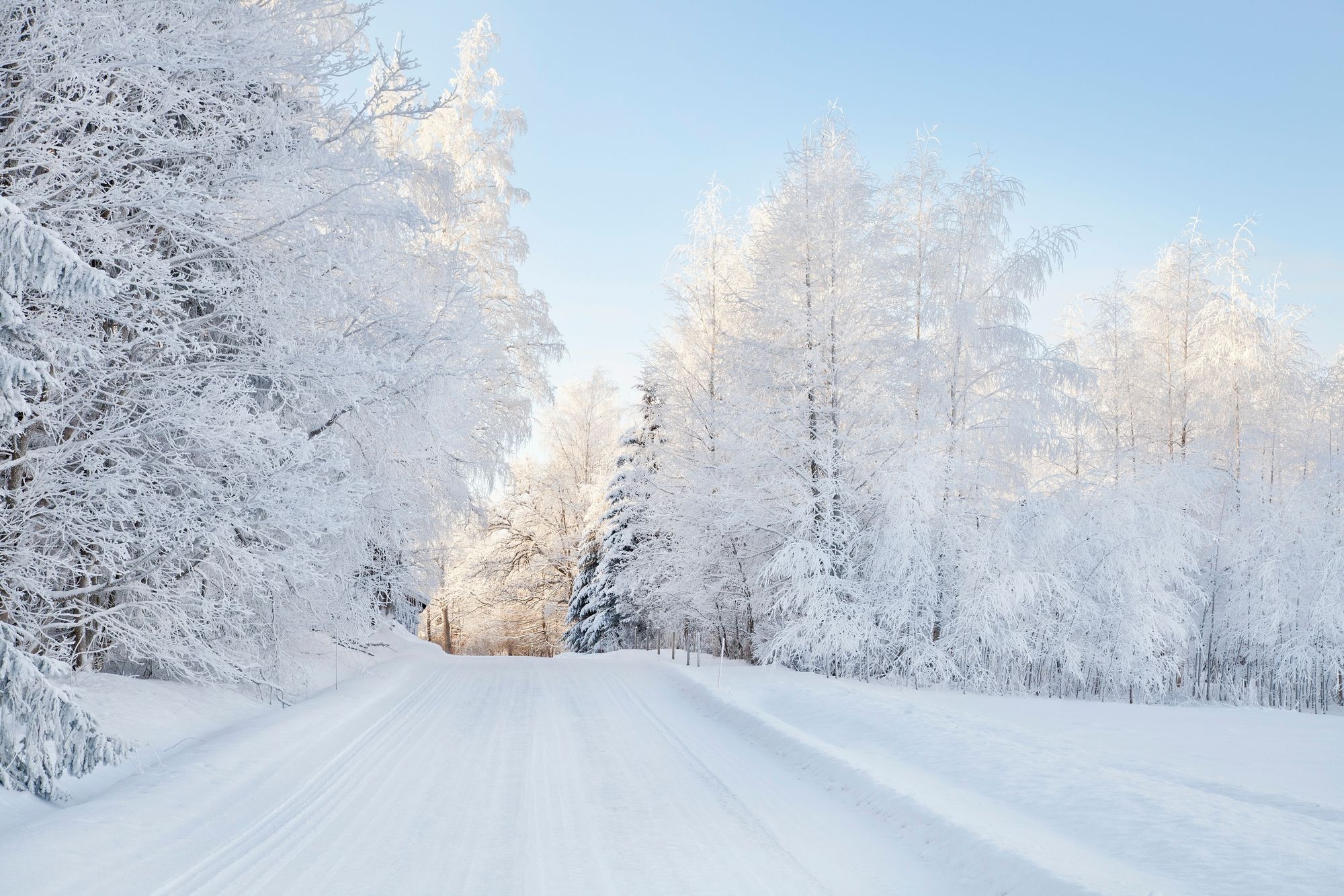 Snowy Trees Wall Mural & Snowy Trees Wallpaper | Wallsauce UK