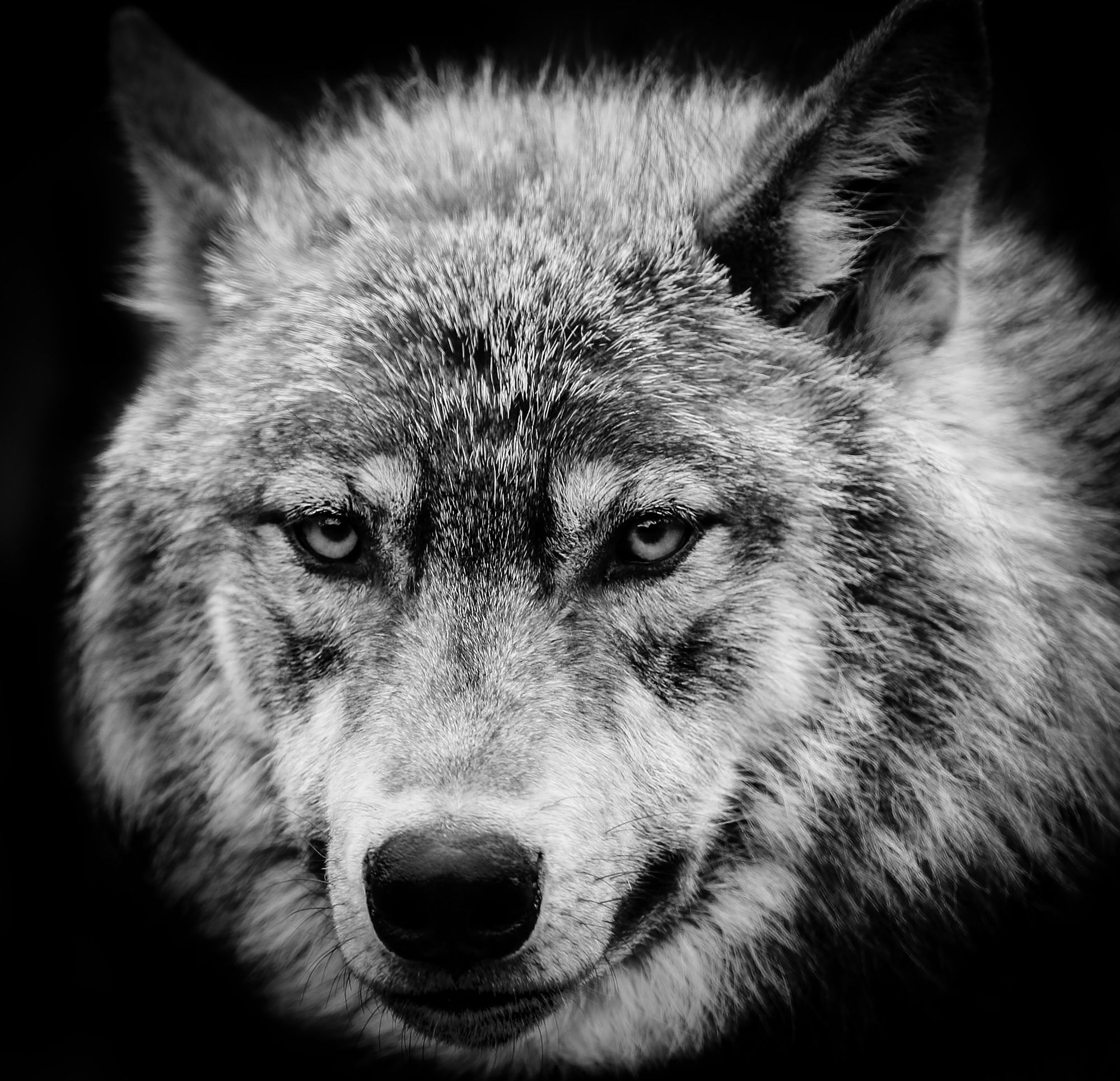 Wolf Eyes Wall Mural & Wolf Eyes Wallpaper | Wallsauce UK