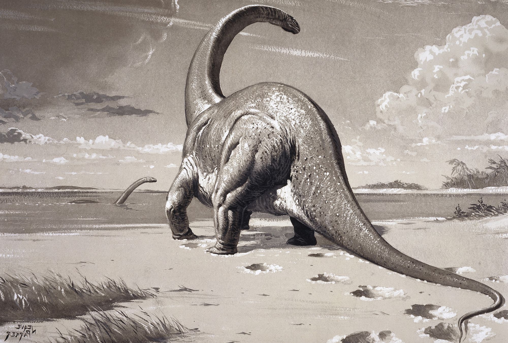 cetiosaurus